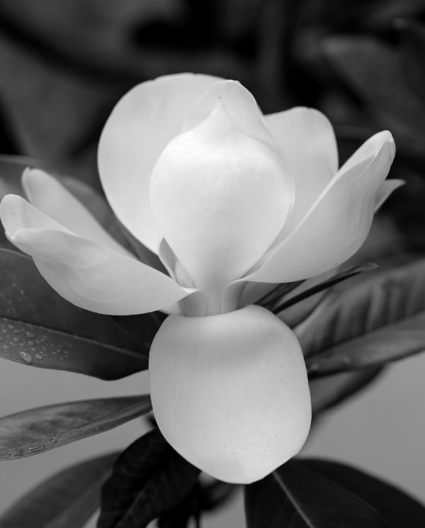 Magnolia Tenderness, photography by Tatiana Korchemkina