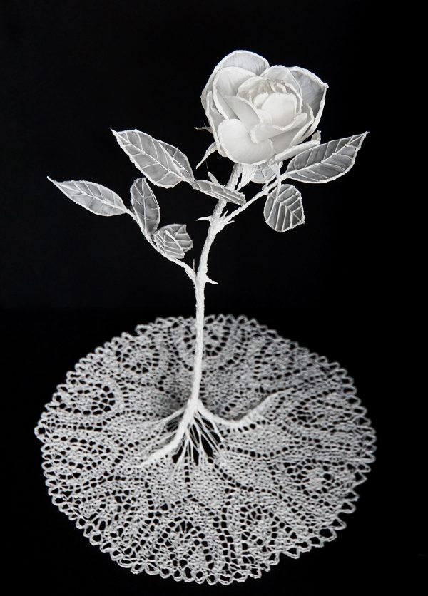 White Rose, fine art by Van Lieshout VI