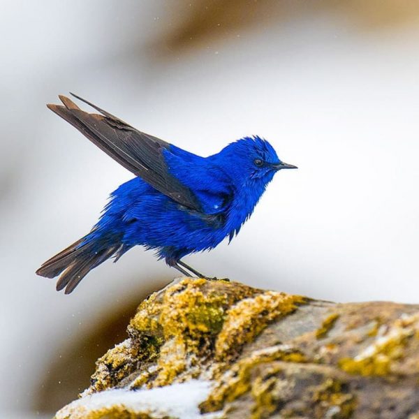 Amazing photography of birds by Aditya Chavan