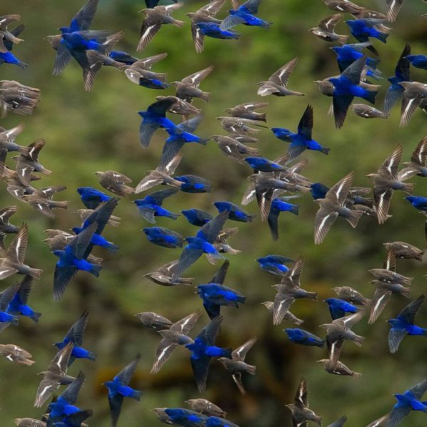 Amazing photography of birds by Aditya Chavan