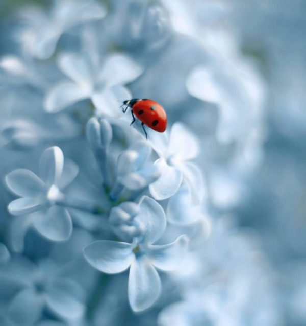 Ladybugs and flowers, macro photography by Elena Andreeva
