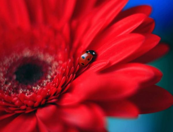 Ladybugs and flowers, macro photography by Elena Andreeva