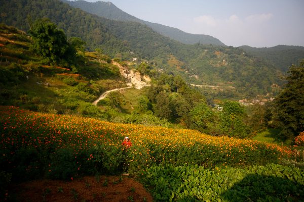 Marigold Flowers in Nepal, photography by Skanda Gautam