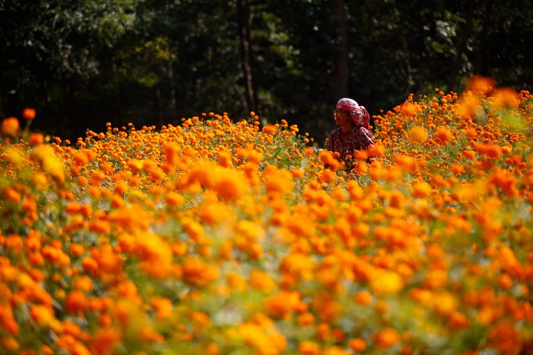 Marigold Flowers in Nepal, photography by Skanda Gautam - Ego - AlterEgo