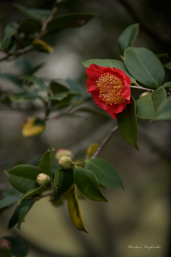 Camellia, photography by Chikao Nishida