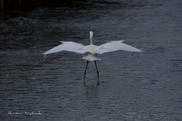 Small Egret, photography by Chikao NISHIDA