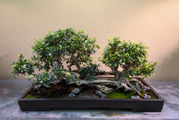 A walk through the Pacific Rim Bonsai Collection