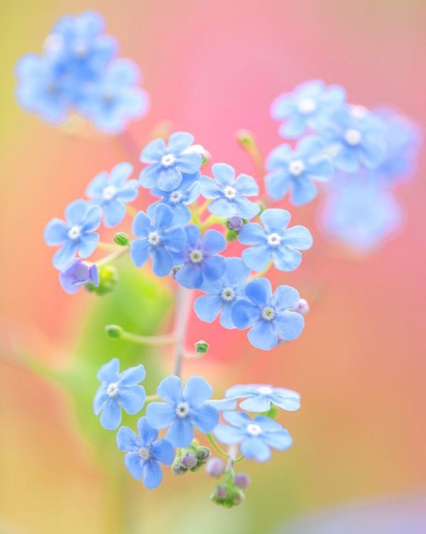 Adorable flower photography by Kaori Hoshimoto