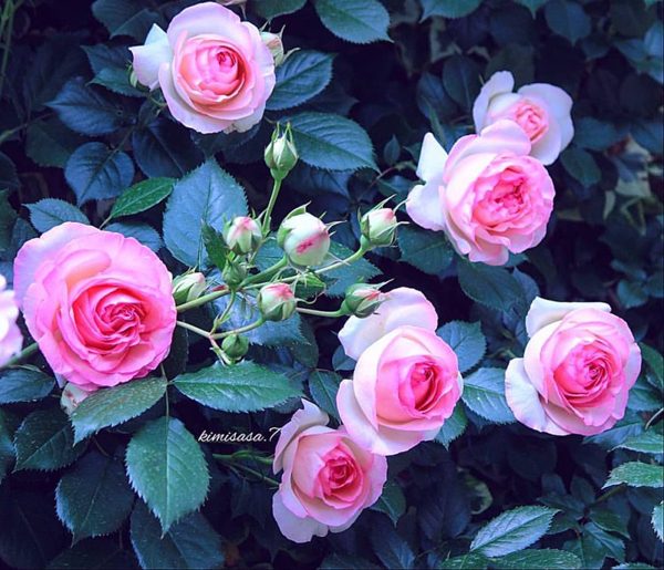 Amazing roses photography by Kimi Sasa