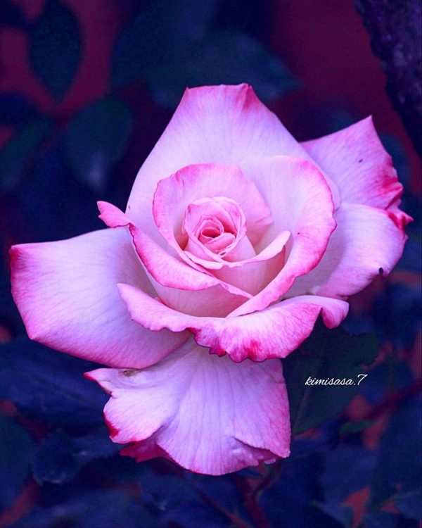 Amazing roses photography by Kimi Sasa