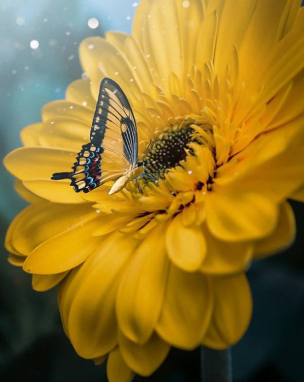 Flower photography by Niloofar Balalami