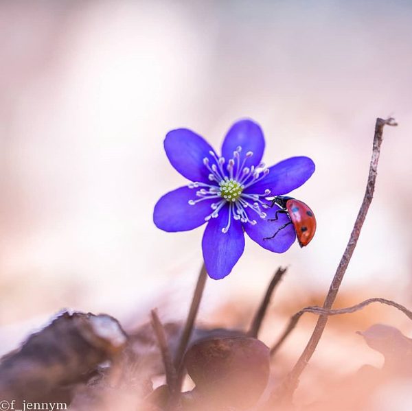 Flowers of Sweden, photography by Jenny Mårtensson