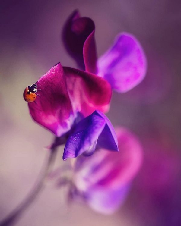 Macro flowers photography by Anja Streber