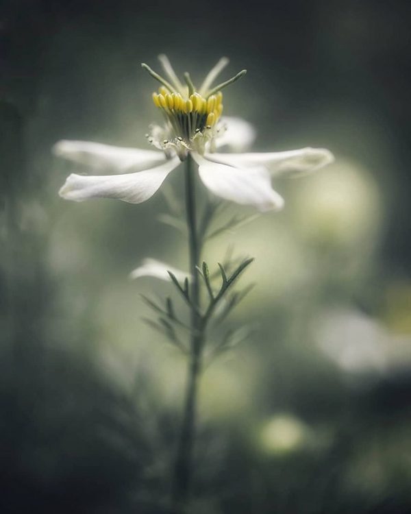 Macro flowers photography by Anja Streber