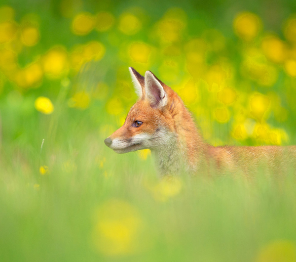 Wild animals photography by Andy Parkinson