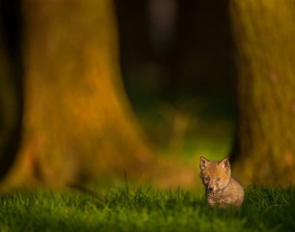 Wild animals photography by Andy Parkinson