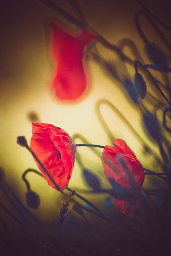 Poppy, photography by Michał Skarbiński
