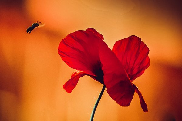 Poppy, photography by Michał Skarbiński
