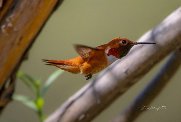 This Summer's Hummers, photography by Steven Baggett