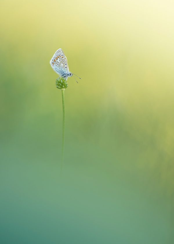 Delicate, photography by Neil Burnell