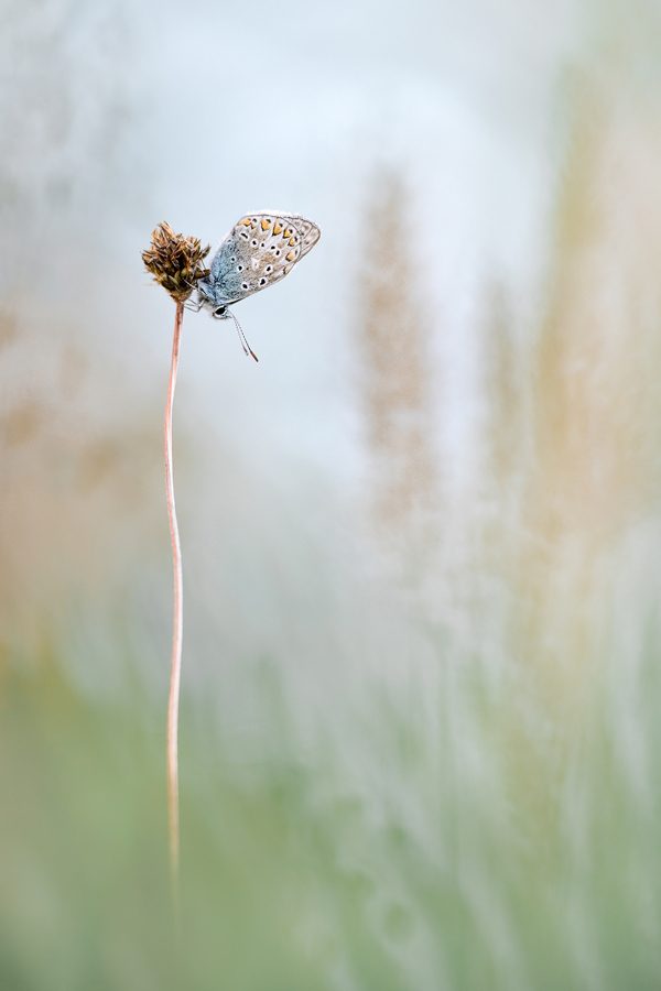Delicate, photography by Neil Burnell