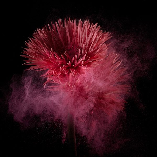 Flower Power II, photography by Robert Peek