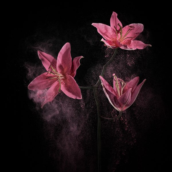 Flower Power II, photography by Robert Peek