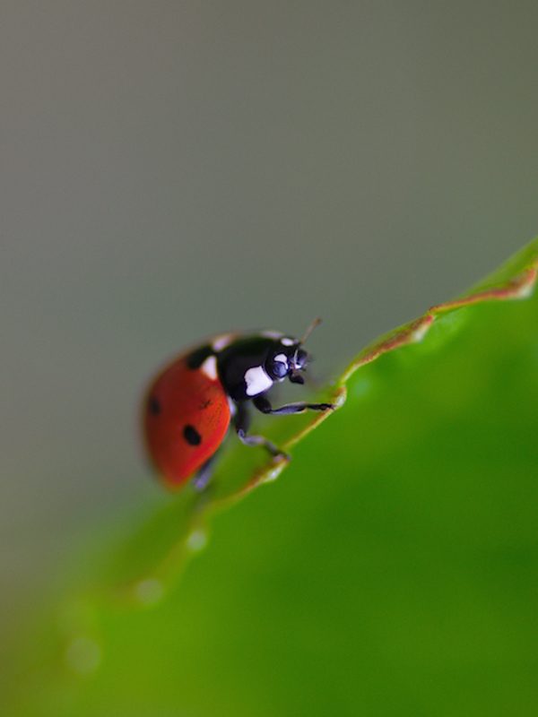 Ladybird, photography by Gijs Possel