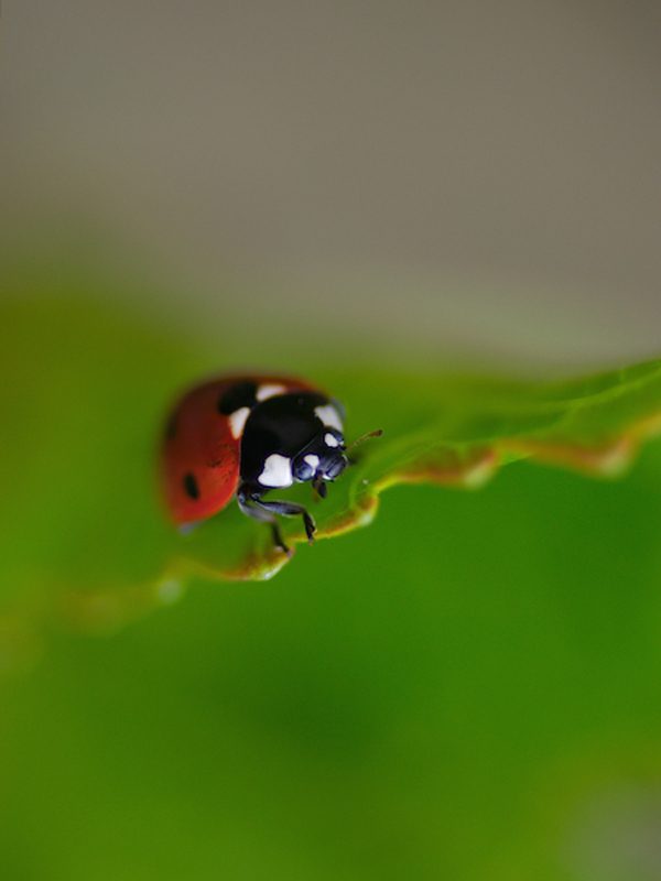 Ladybird, photography by Gijs Possel