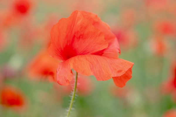 Poppies dancing in the wind, photography by Gijs Possel