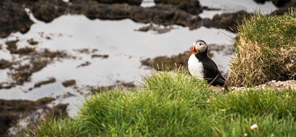 Puffins on Iceland, photography by Axel Galesloot