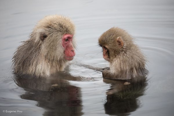 The Snow Monkeys of Nagano Japan, photography by Eugene Hsu