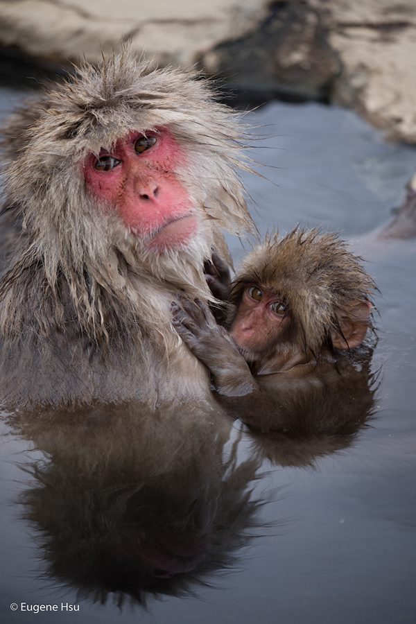 The Snow Monkeys of Nagano Japan, photography by Eugene Hsu