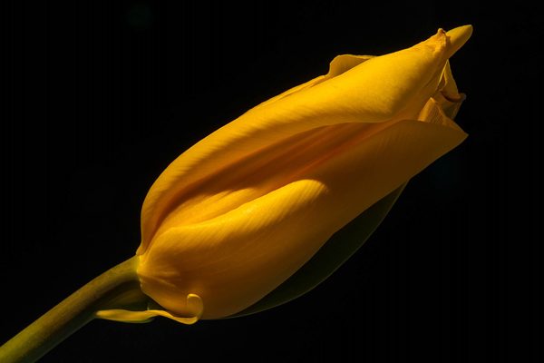 My yellow tulips and light, photography by Michał Skarbiński