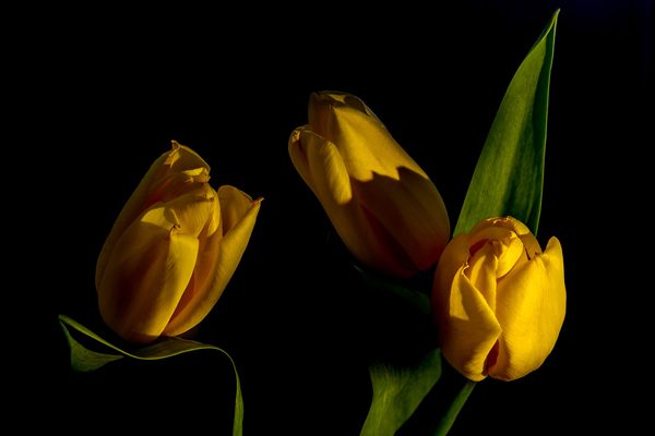 My yellow tulips and light, photography by Michał Skarbiński