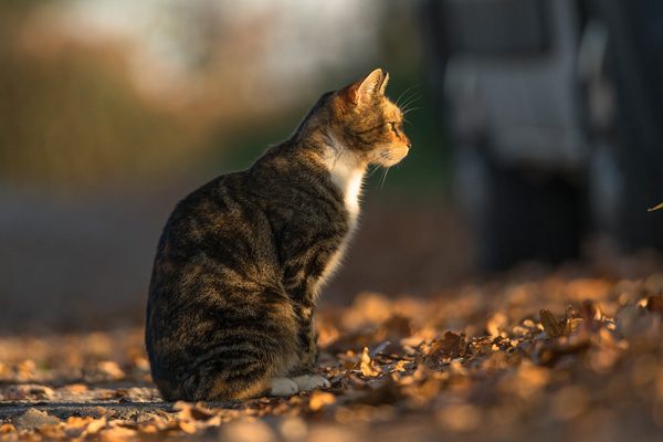 Cat, photography by Michał Skarbiński