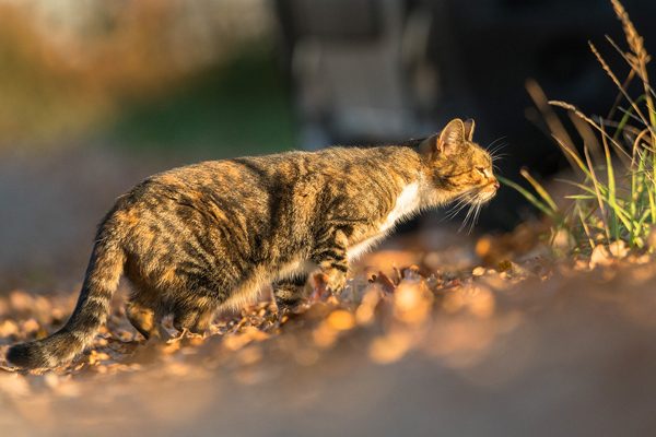 Cat, photography by Michał Skarbiński