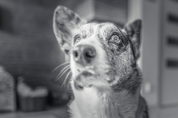 Corgi dogs, photography by Michał Skarbiński