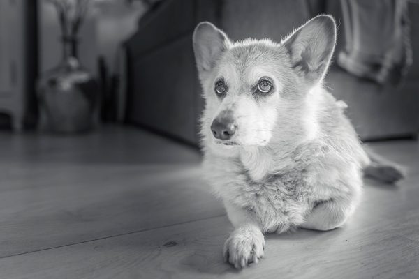 Corgi dogs, photography by Michał Skarbiński