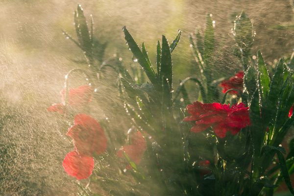 Flowers, sun and water, photography by Michal Skarbinski