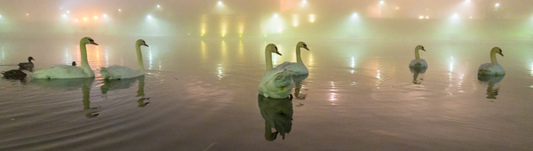 Swans on the Vistula River, photography by Michał Skarbiński