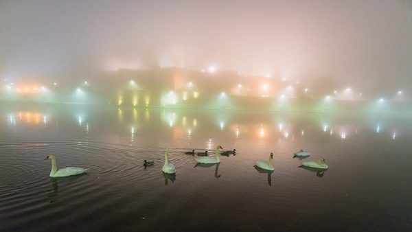 Swans on the Vistula River, photography by Michał Skarbiński